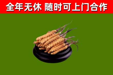 定安市回收散虫草