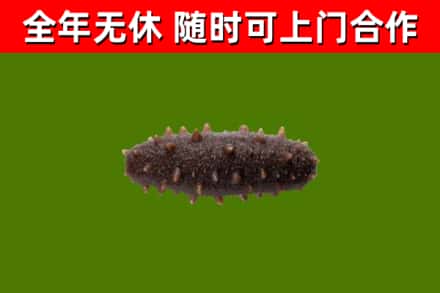 定安市回收海参干
